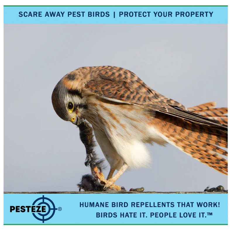 HOW TO DETER KESTRELS: HUMANE STRATEGIES TO PROTECT YOUR SPACE