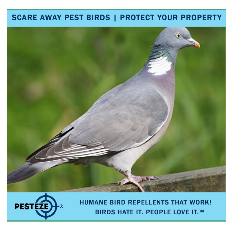 HOW TO DETER WOODPIGEONS: PROTECT YOUR GARDEN FROM THESE PERSISTENT VISITORS!