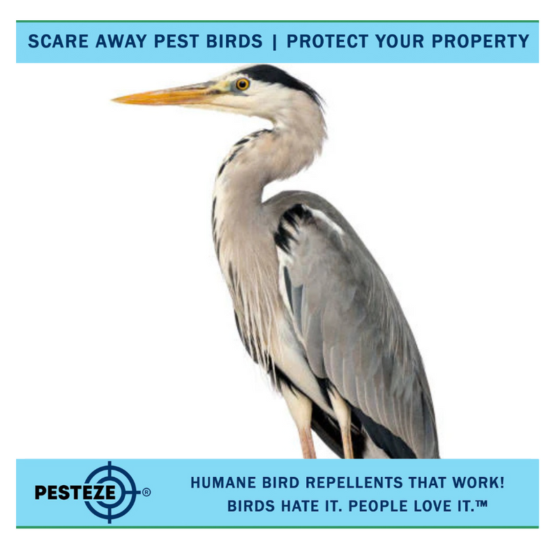 HOW TO DETER HERONS: PROTECTING YOUR PONDS AND FISH STOCK!