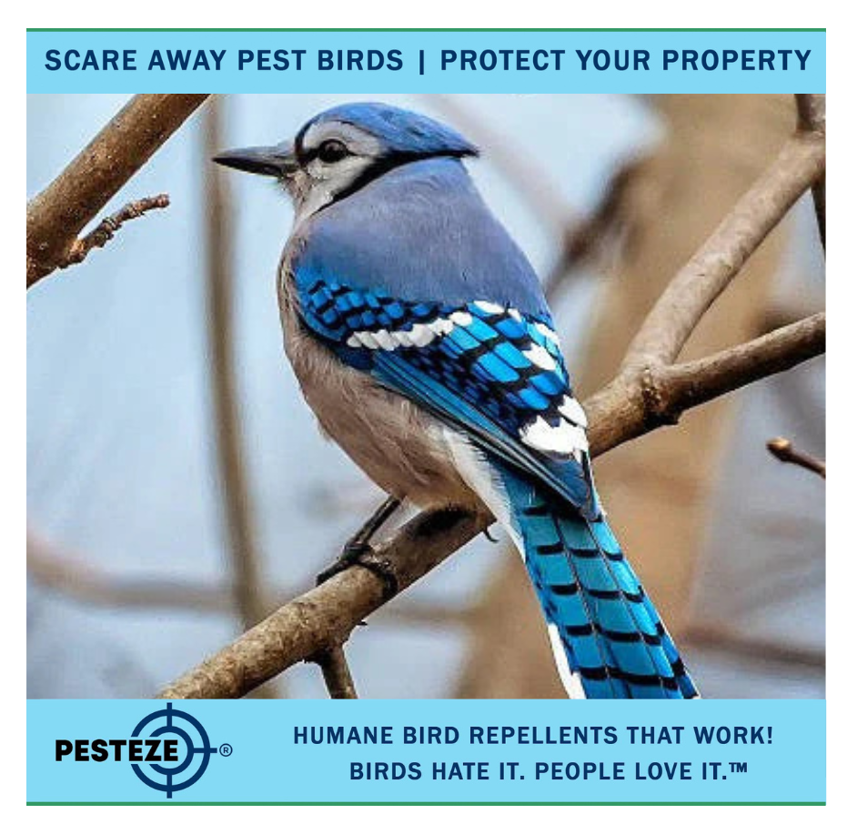 HOW TO DETER BLUE JAYS: KEEPING YOUR GARDEN SAFE AND SOUND!