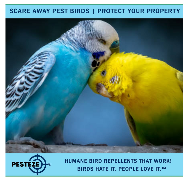 HOW TO DETER PARAKEETS: PROTECTING YOUR GARDEN AND PROPERTY!