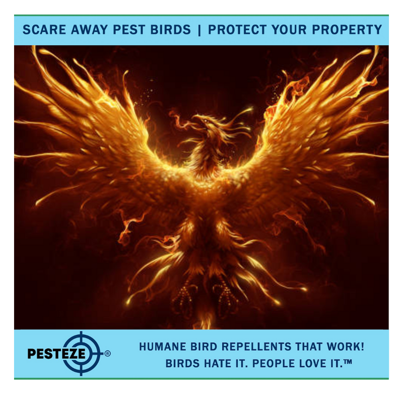 TOP BIRD DETERRENCE MYTHS DEBUNKED: GET THE FACTS!