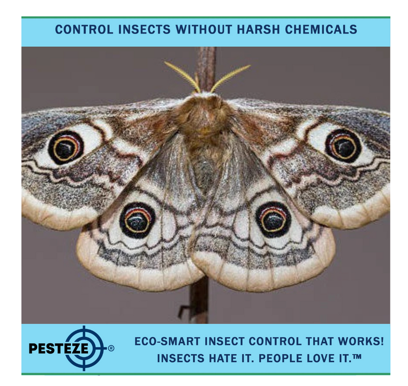 KEEP MOTHS OUT OF YOUR PANTRY WITH NATURAL METHODS - Pesteze