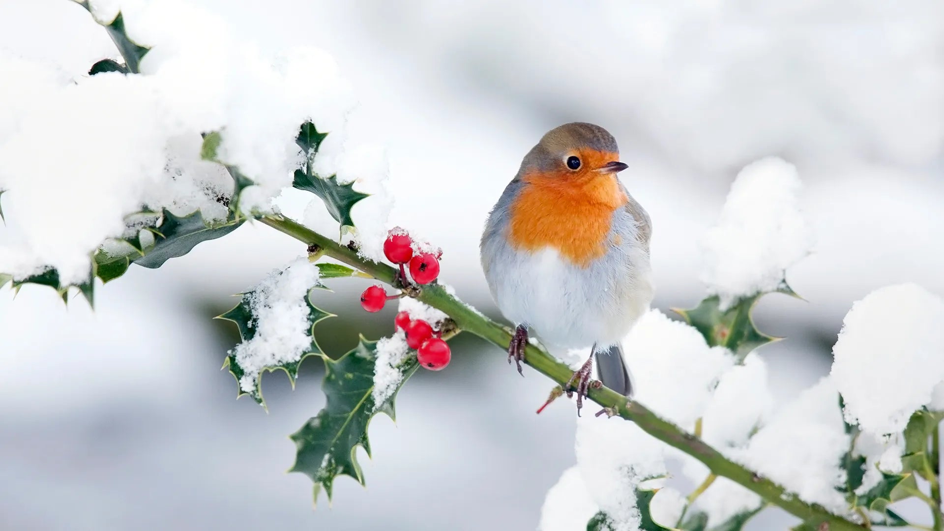 HOW TO DETER BIRDS IN SNOWY CONDITIONS: PROTECT YOUR PROPERTY THIS WINTER