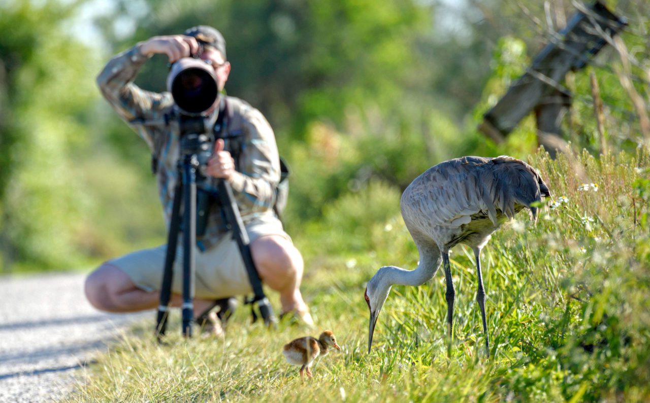 KEEP BIRDS AWAY WHILE PROTECTING OTHER WILDLIFE!