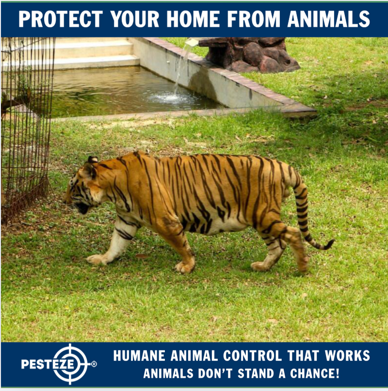 HOW TO STOP ANIMAL ENTRY BEFORE IT HAPPENS