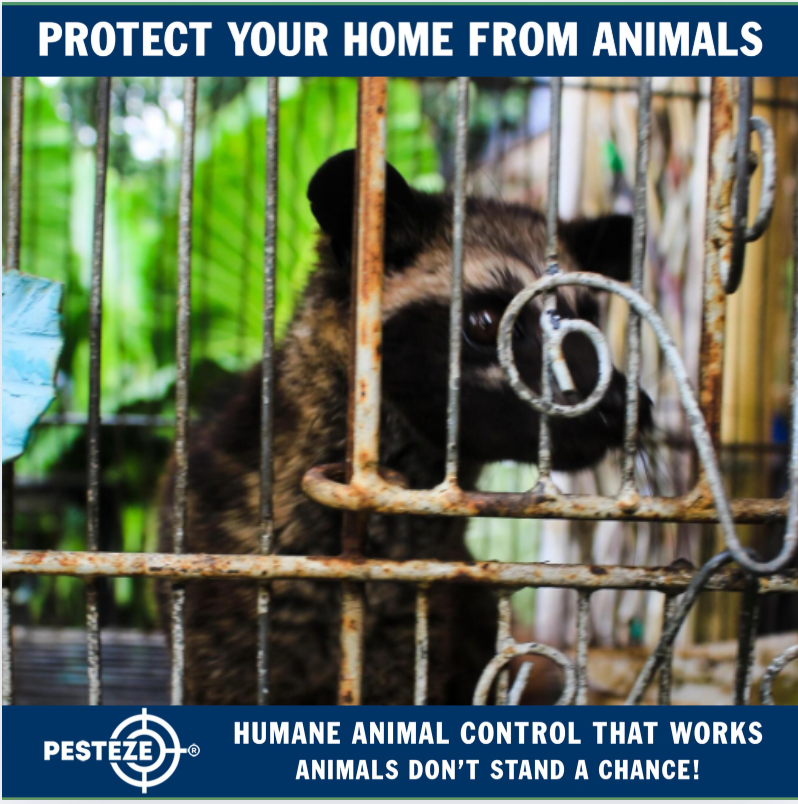HOW TO REPORT AN ANIMAL ISSUE TO THE RIGHT AUTHORITY