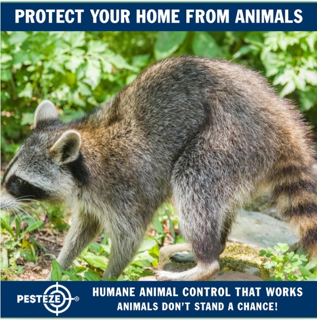 Controll Animals HOW TO SAFELY REMOVE WILD ANIMALS FROM YOUR PROPERTY - Pesteze