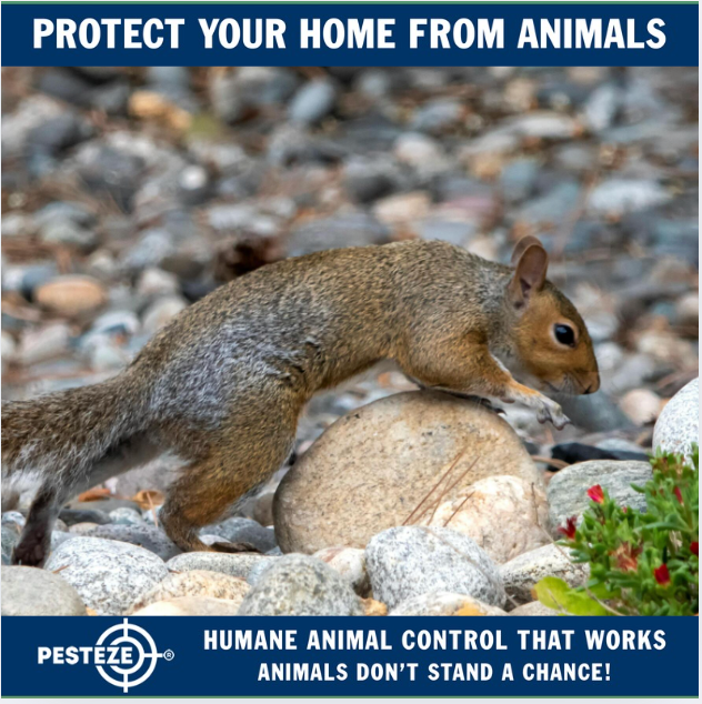 HOW TO IDENTIFY ANIMAL ACTIVITY ON YOUR PROPERTY