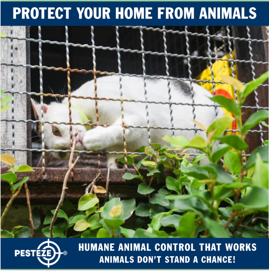 NAVIGATING ANIMAL CONTROL ISSUES WITH NEIGHBORS