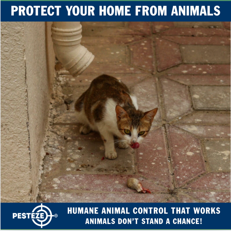 HOW TO TELL IF YOU HAVE AN ANIMAL PROBLEM AT HOME