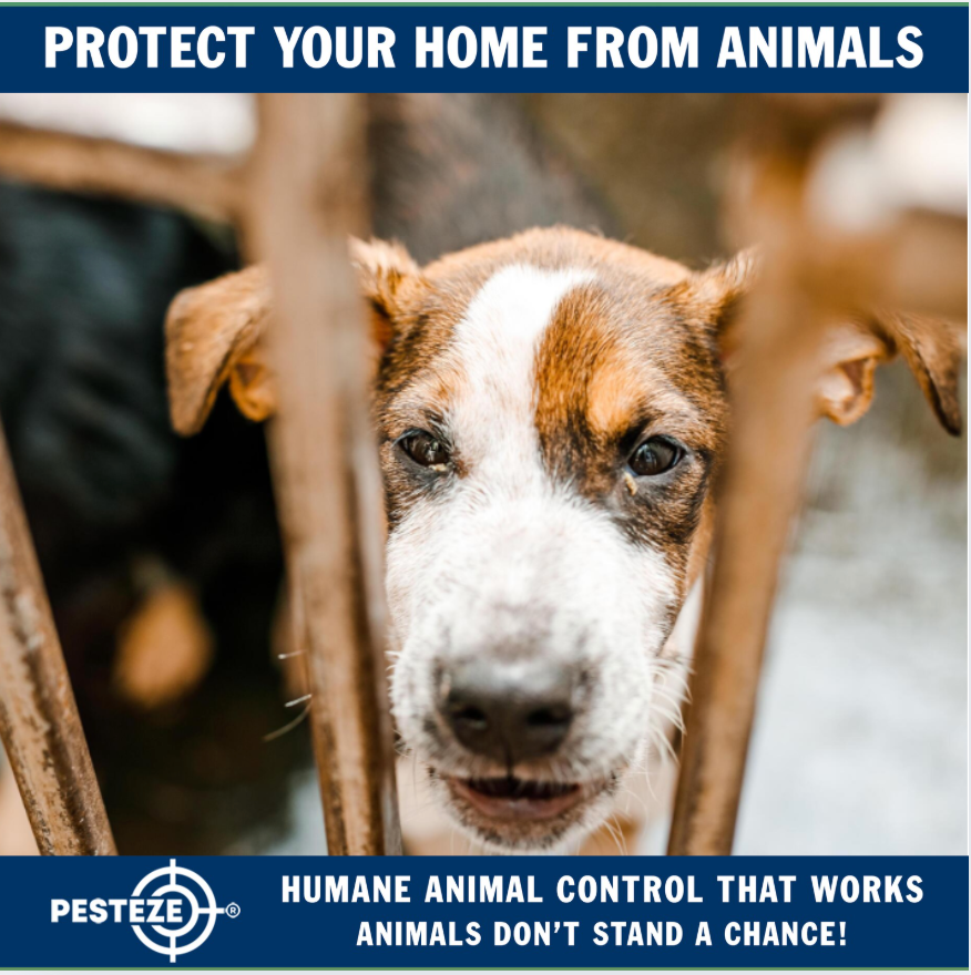 Animals Control Line SIGNS YOU NEED PROFESSIONAL ANIMAL CONTROL HELP – Pesteze