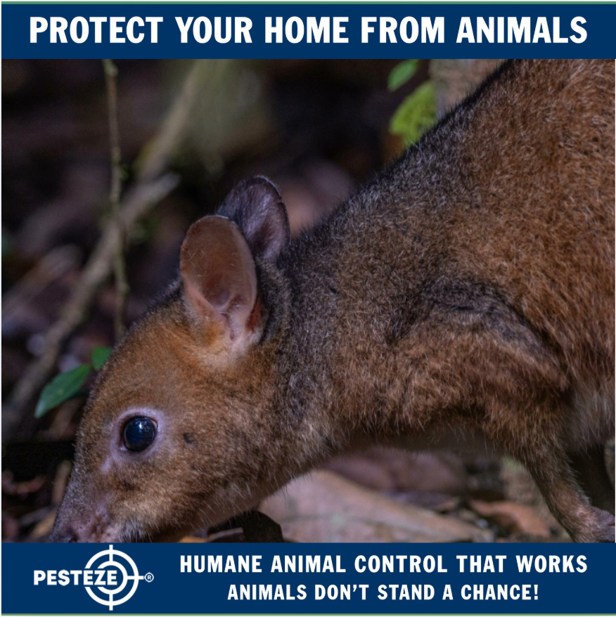 UNUSUAL ANIMAL BEHAVIOR? HERE’S WHAT IT COULD MEAN