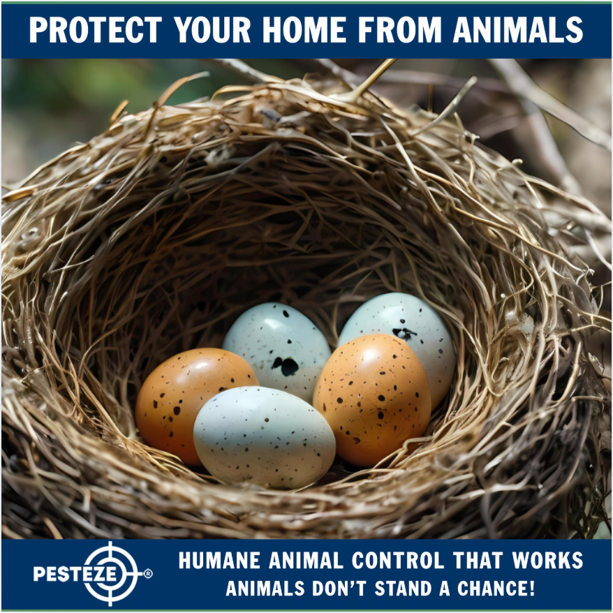 TOP CLUES THAT ANIMALS ARE NESTING NEAR YOU