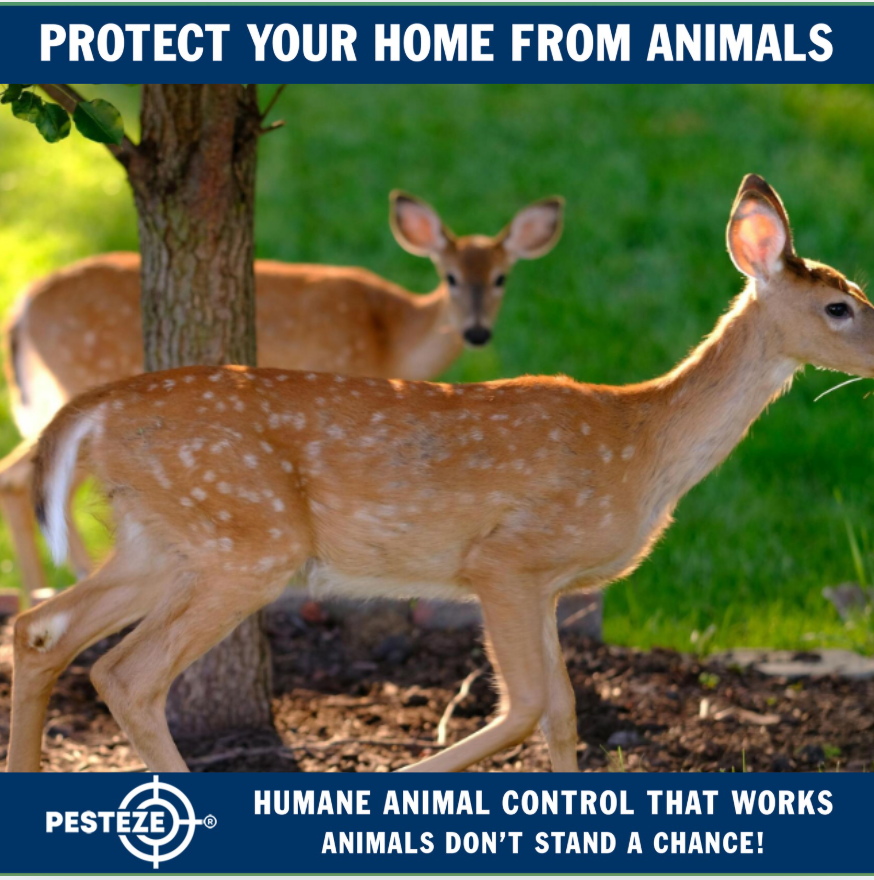 WHY YOU'RE SEEING MORE WILDLIFE AROUND YOUR HOME