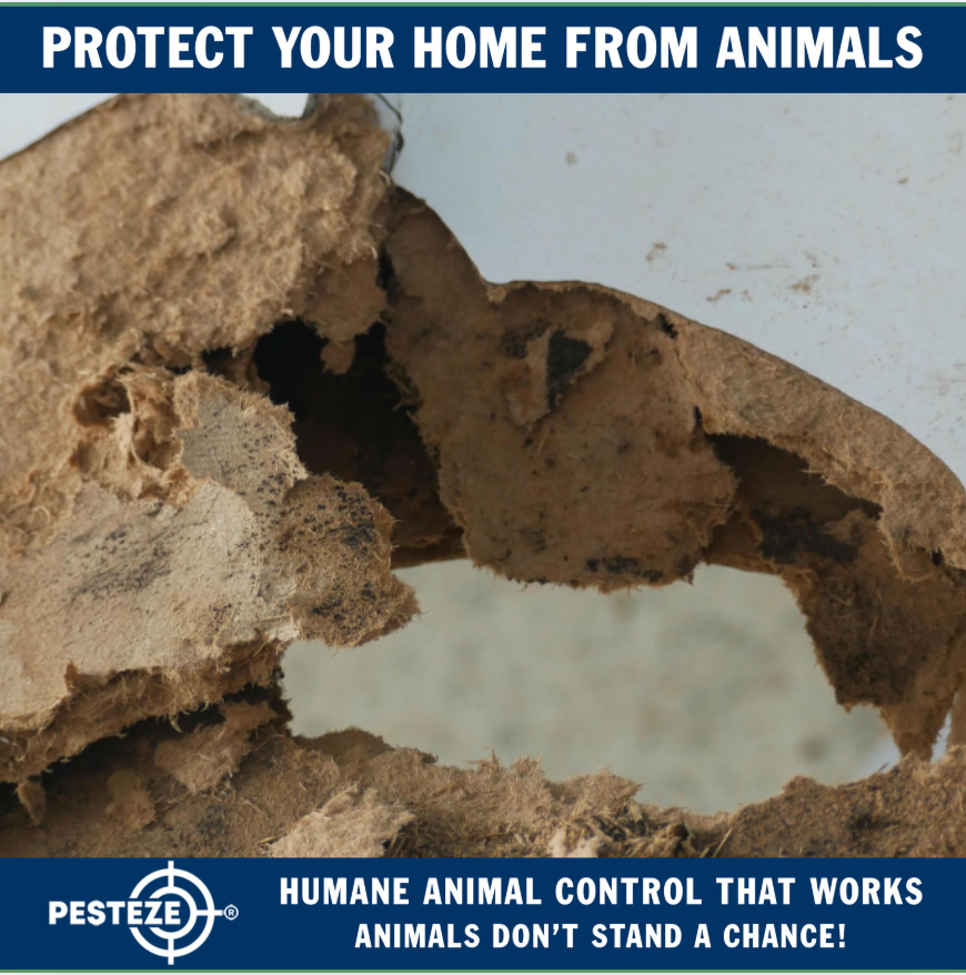 HOW TO INSPECT YOUR HOME FOR ANIMAL ENTRY POINTS