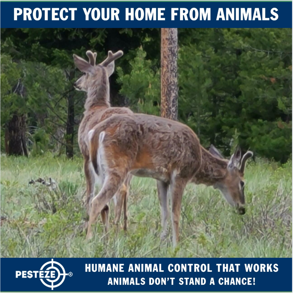 ANIMAL SIGHTING ON PROPERTY? HERE’S WHAT TO DO NEXT