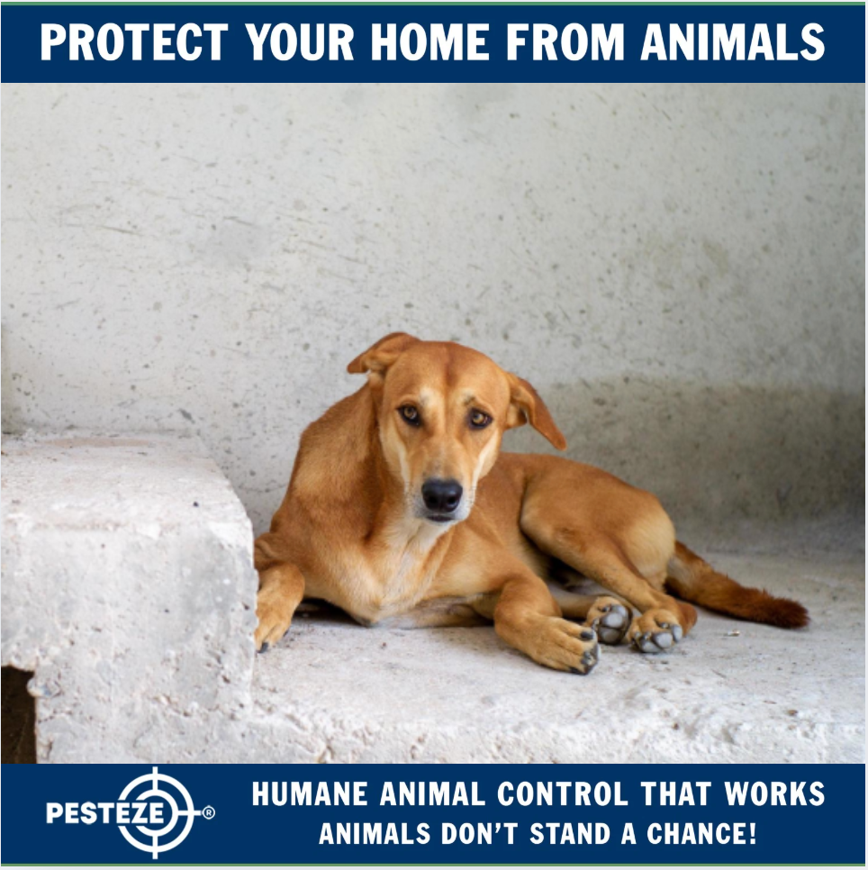 ETHICAL ANIMAL CONTROL SOLUTIONS FOR MODERN HOMES