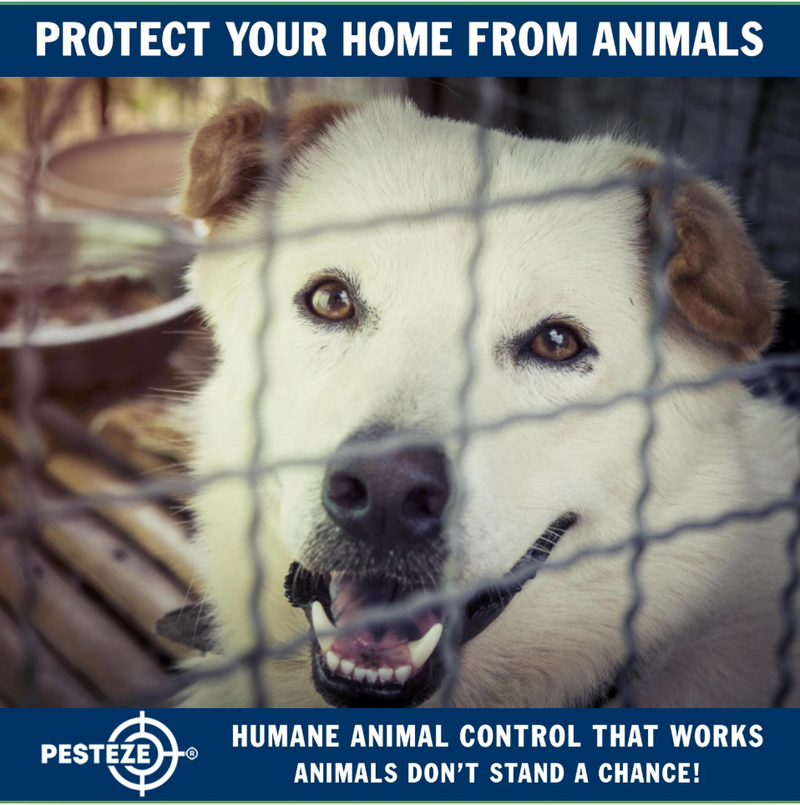 ANIMAL CONTROL THE RIGHT WAY: HUMANE PRACTICES EXPLAINED - Pesteze
