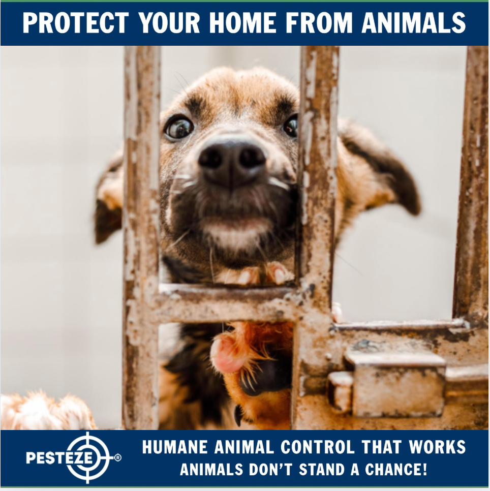 HOW TO HANDLE ANIMAL CONTROL HUMANELY AND LEGALLY