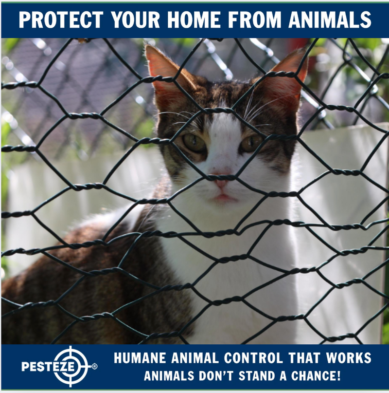 ANIMAL CONTROL CHALLENGES IN URBAN AREAS - Pesteze