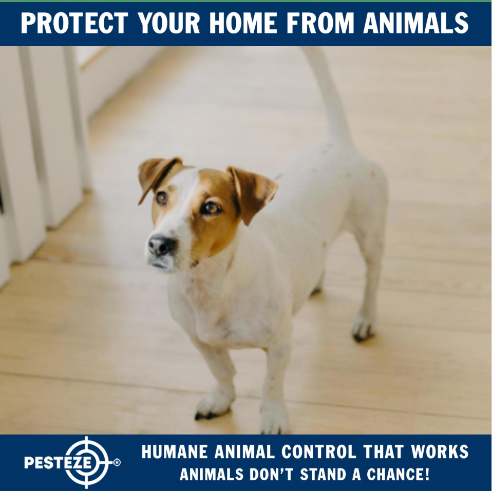 ANIMAL CONTROL STRATEGIES FOR SMALL APARTMENTS