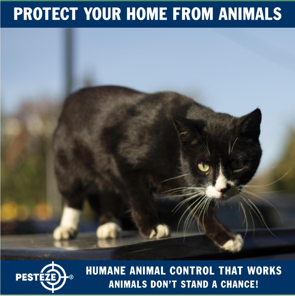 SUBURBAN ANIMAL CONTROL: COMMON PROBLEMS AND SOLUTIONS