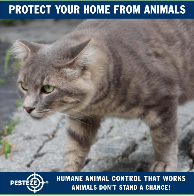HOW TO HANDLE ANIMAL CONTROL IN HIGH-DENSITY AREAS - Pesteze