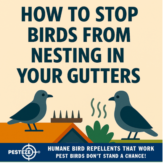 HOW TO STOP BIRDS FROM NESTING IN YOUR GUTTERS