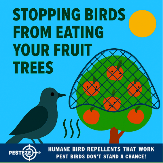 STOPPING BIRDS FROM EATING YOUR FRUIT TREES