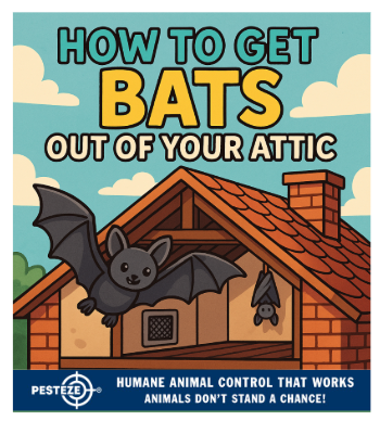 HOW TO GET BATS OUT OF YOUR ATTIC