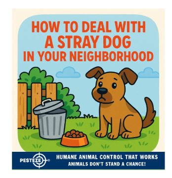 HOW TO DEAL WITH A STRAY DOG IN YOUR NEIGHBORHOOD