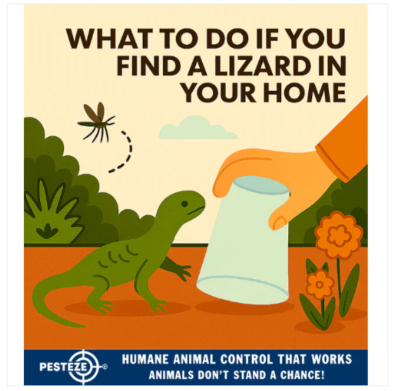 WHAT TO DO IF YOU FIND A LIZARD IN YOUR HOME