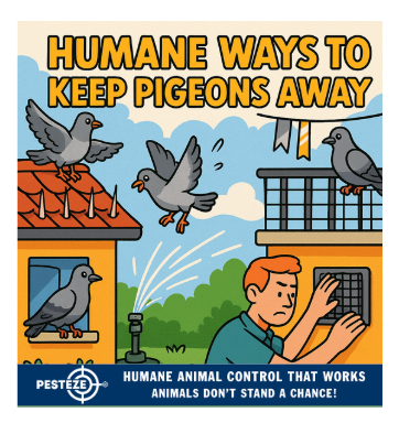 HUMANE WAYS TO KEEP PIGEONS AWAY