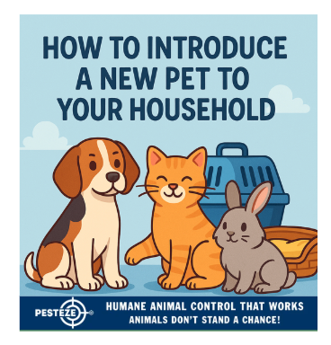 HOW TO INTRODUCE A NEW PET TO YOUR HOUSEHOLD