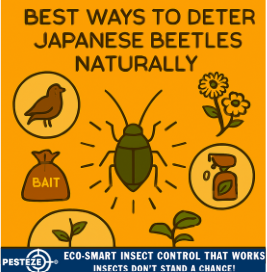 BEST WAYS TO DETER JAPANESE BEETLES NATURALLY