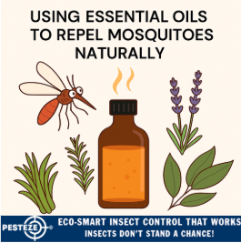 USING ESSENTIAL OILS TO REPEL MOSQUITOES NATURALLY