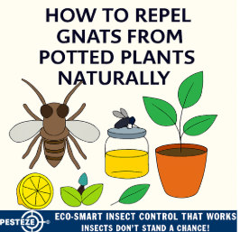 HOW TO REPEL GNATS FROM POTTED PLANTS NATURALLY