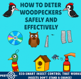 HOW TO DETER WOODPECKERS SAFELY AND EFFECTIVELY