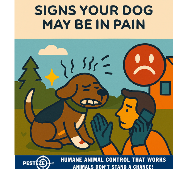 SIGNS YOUR DOG MAY BE IN PAIN