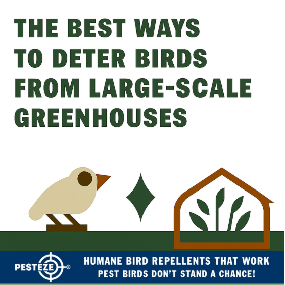 THE BEST WAYS TO DETER BIRDS FROM LARGE-SCALE GREENHOUSES