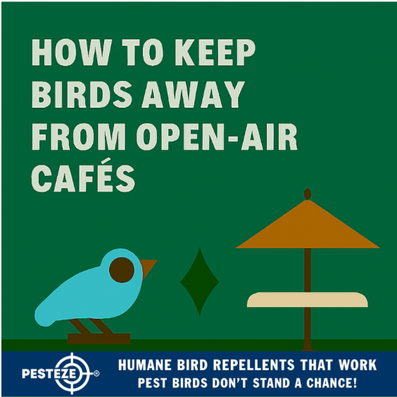HOW TO KEEP BIRDS AWAY FROM OPEN-AIR CAFÉS
