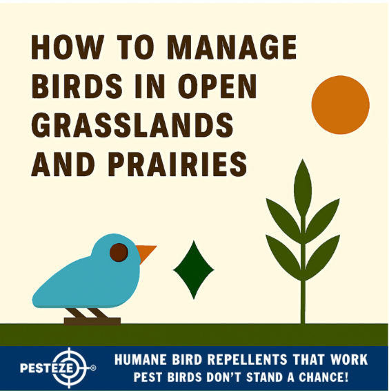 HOW TO MANAGE BIRDS IN OPEN GRASSLANDS AND PRAIRIES