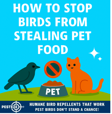 HOW TO STOP BIRDS FROM STEALING PET FOOD