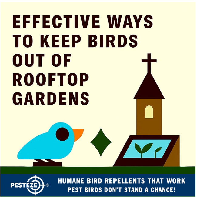 EFFECTIVE WAYS TO KEEP BIRDS OUT OF ROOFTOP GARDENS