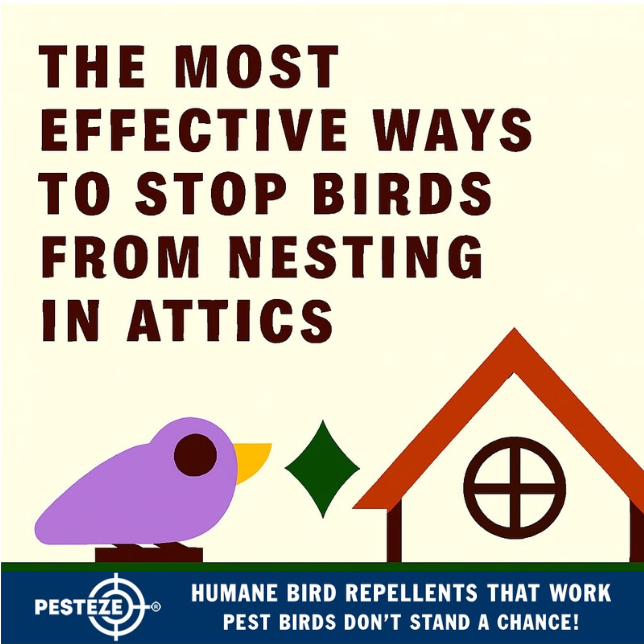 THE MOST EFFECTIVE WAYS TO STOP BIRDS FROM NESTING IN ATTICS