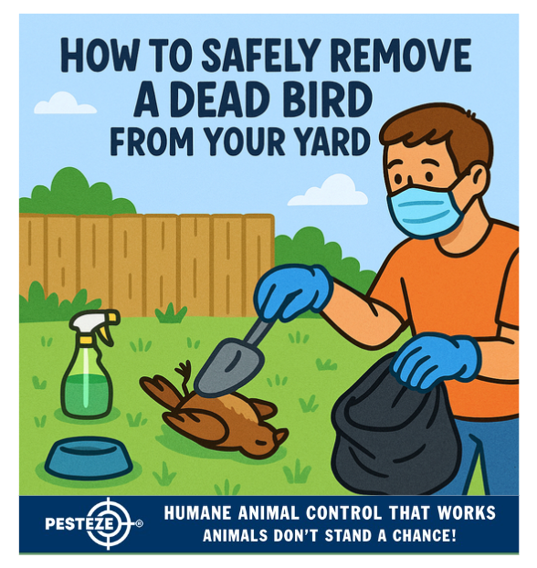 HOW TO SAFELY REMOVE A DEAD BIRD FROM YOUR YARD