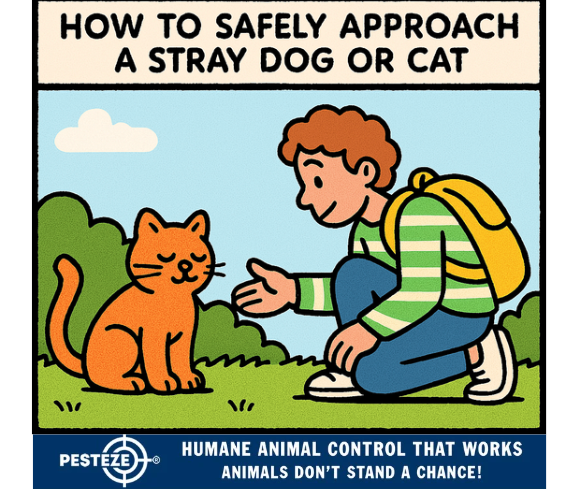HOW TO SAFELY APPROACH A STRAY DOG OR CAT