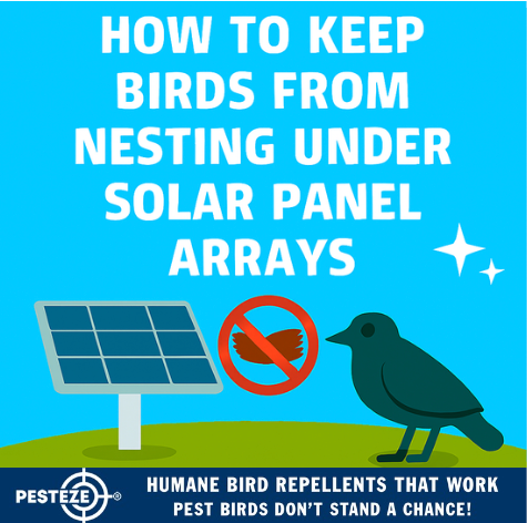 HOW TO KEEP BIRDS FROM NESTING UNDER SOLAR PANEL ARRAYS