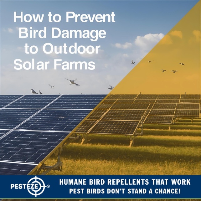 HOW TO PREVENT BIRD DAMAGE TO OUTDOOR SOLAR FARMS